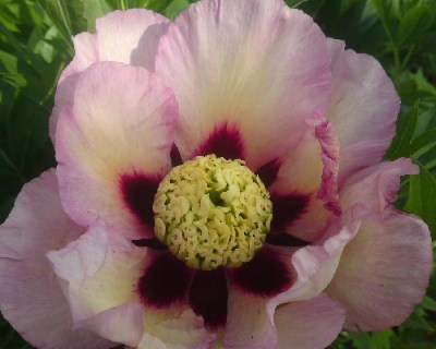 Pastel Splendor puv
